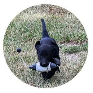 Puppy Program